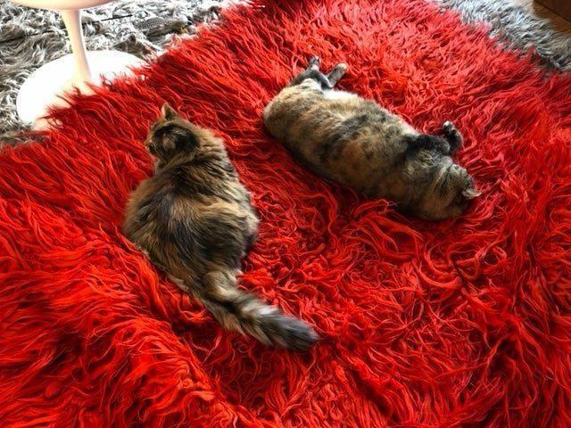 ROCKETCUTIEPIETESTINGRUG
