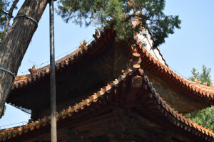 Rug & Kilim in China (7)