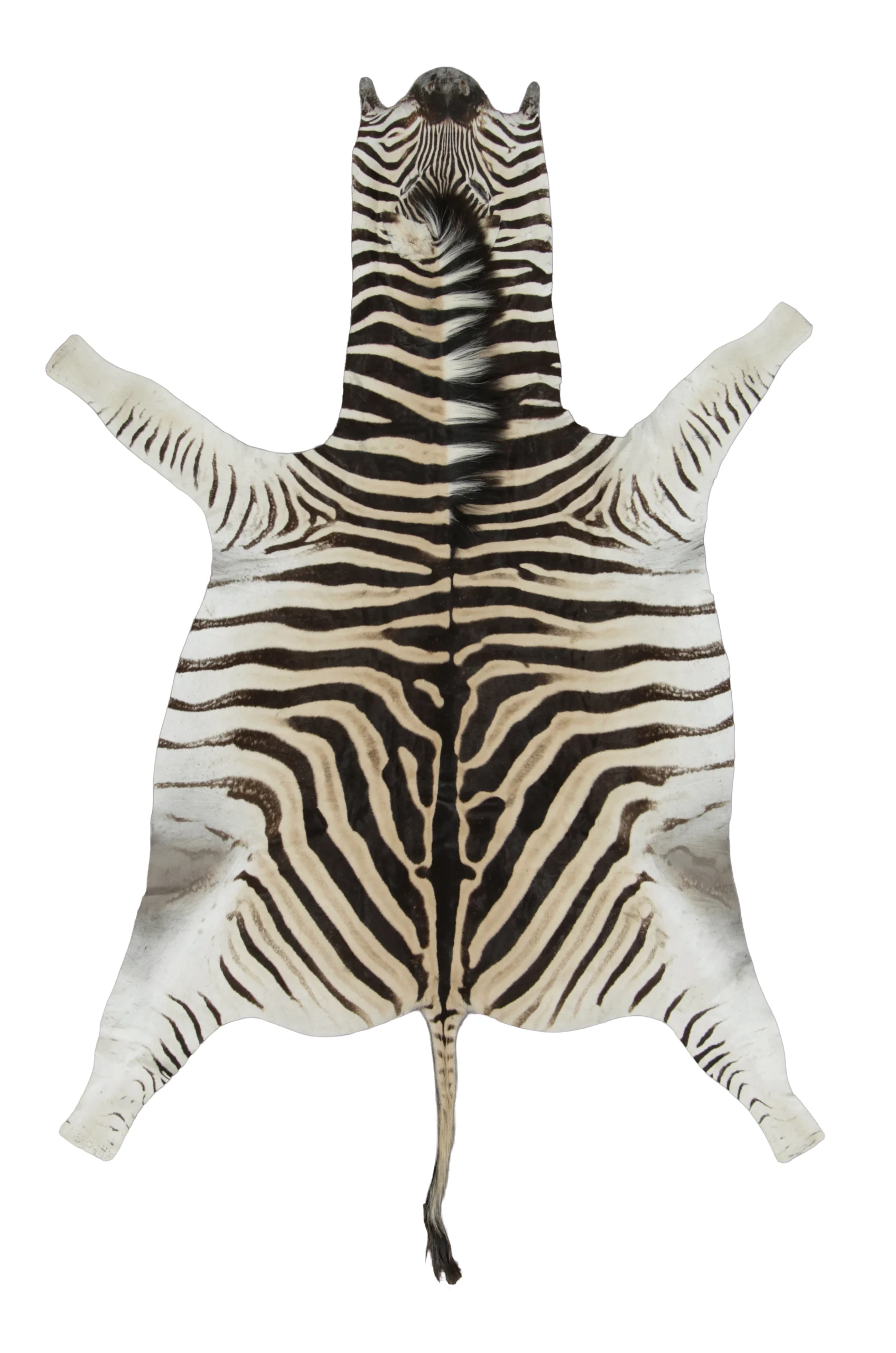 Contemporary Burchell Zebra Hide Rug