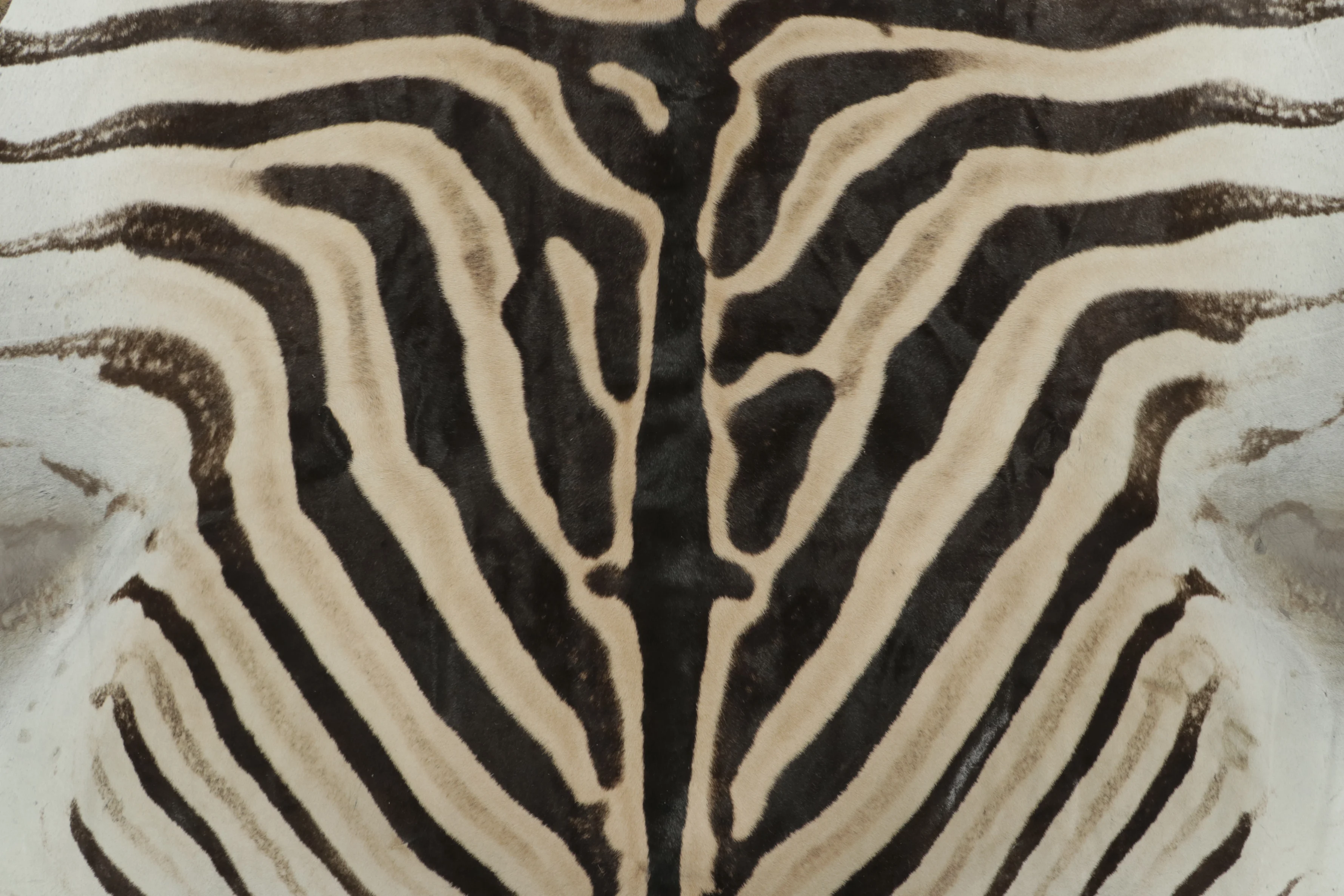 Contemporary Burchell Zebra Hide Rug