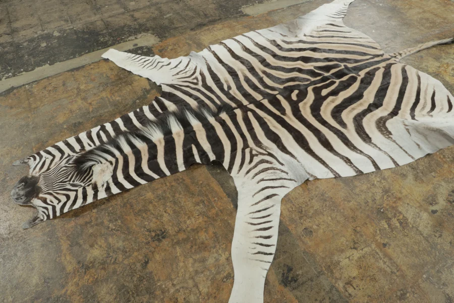Contemporary Burchell Zebra Hide Rug