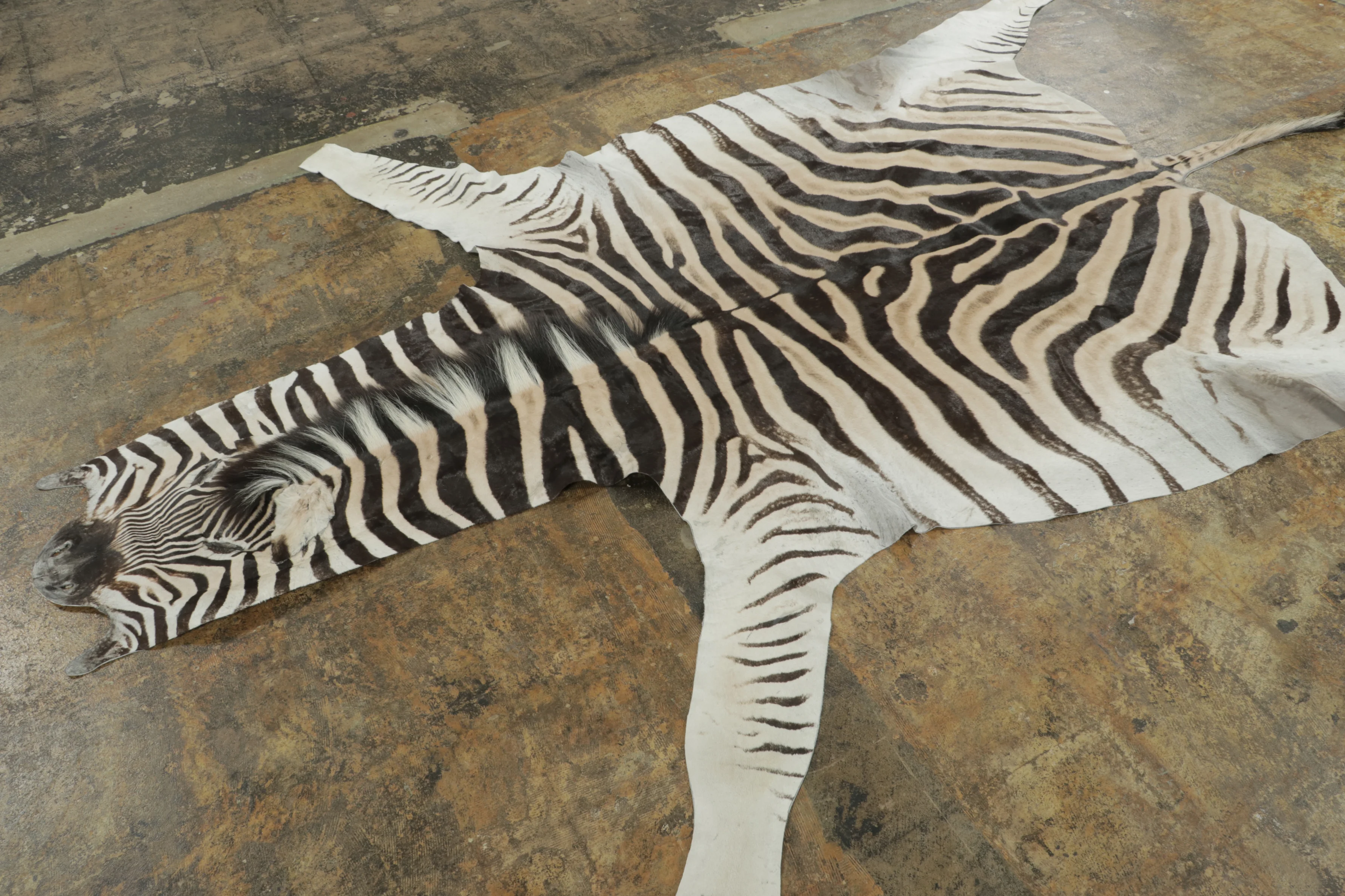 Contemporary Burchell Zebra Hide Rug