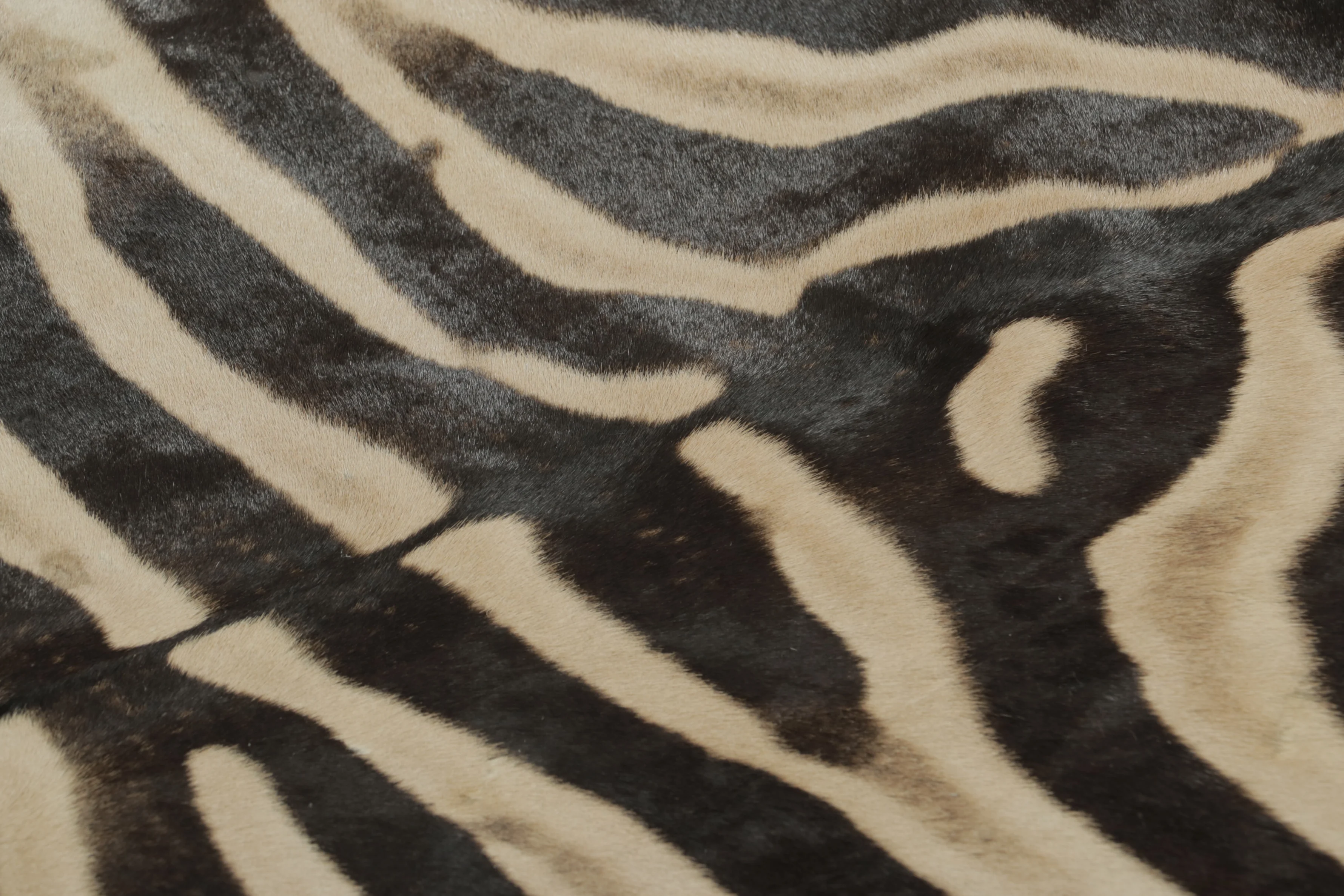 Contemporary Burchell Zebra Hide Rug