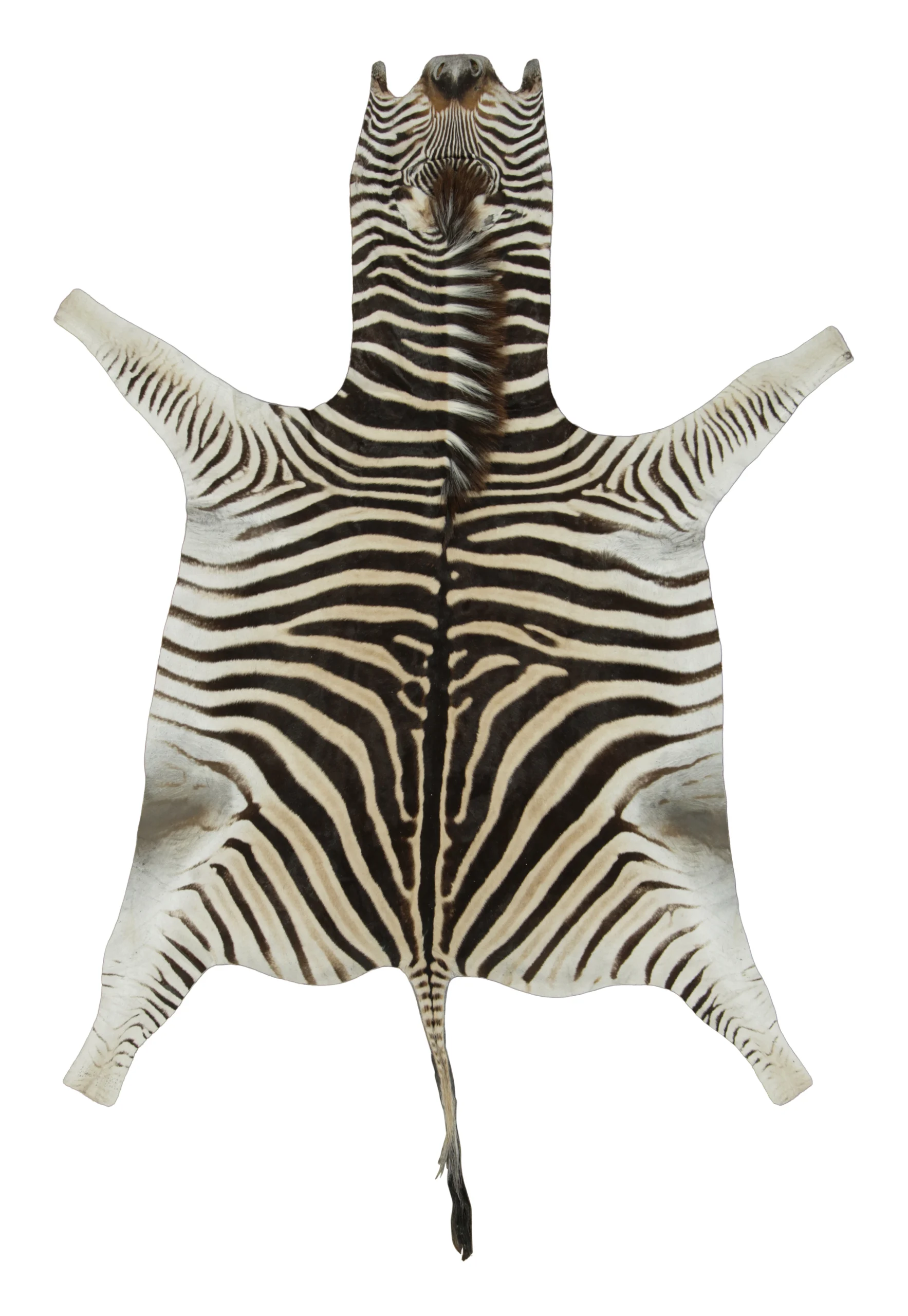 Contemporary Burchell Zebra Hide