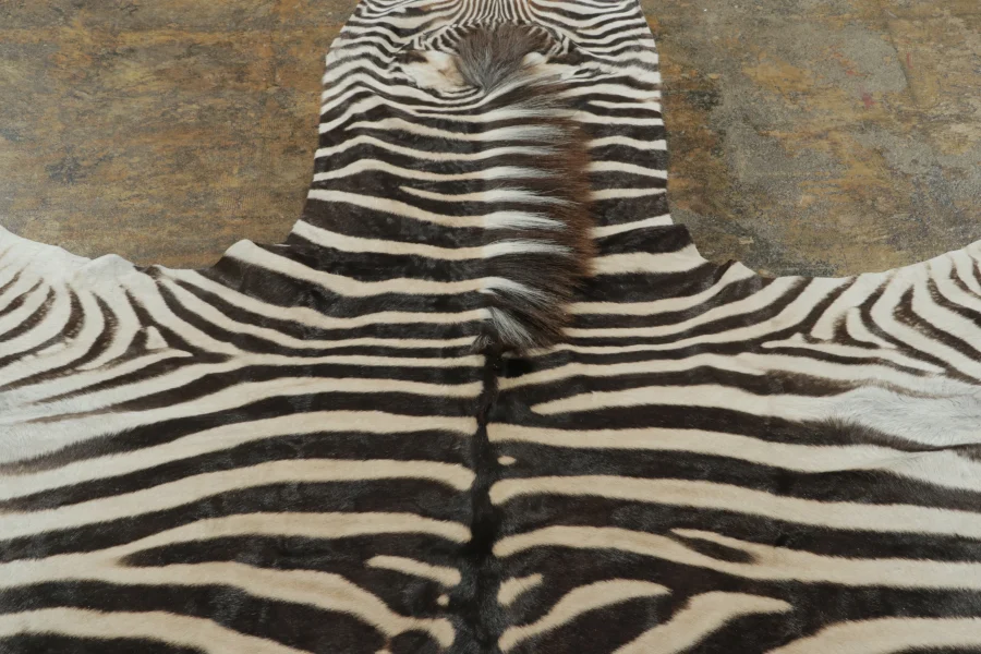 Contemporary Burchell Zebra Hide