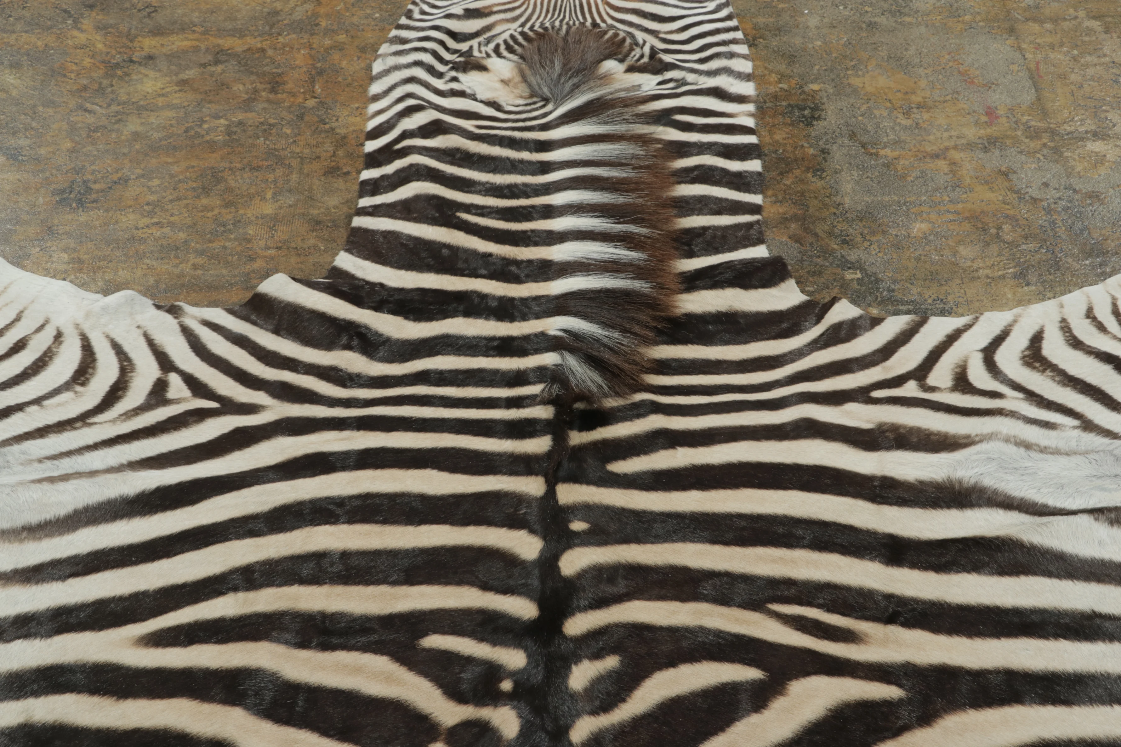 Contemporary Burchell Zebra Hide