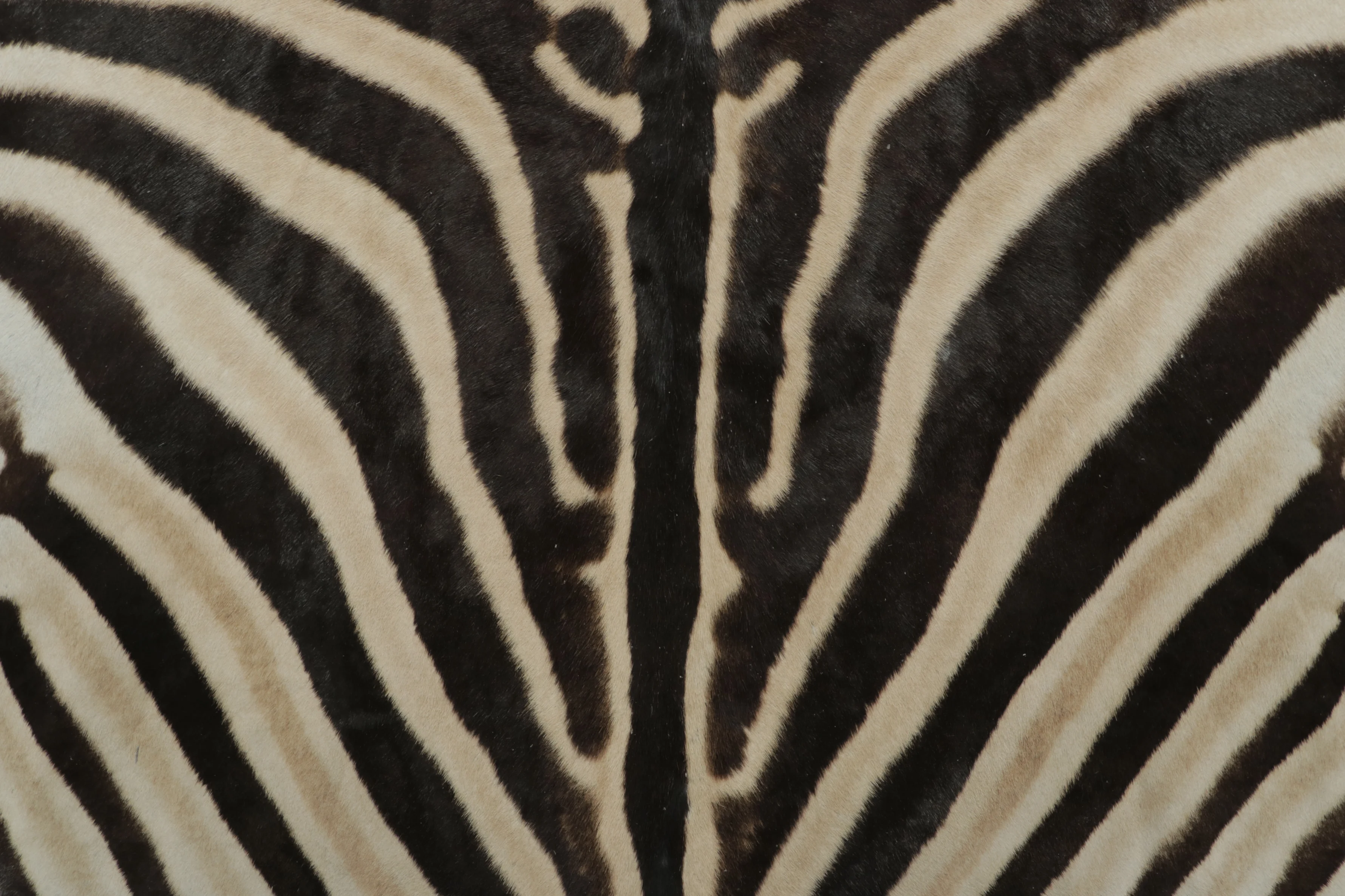 Contemporary Burchell Zebra Hide