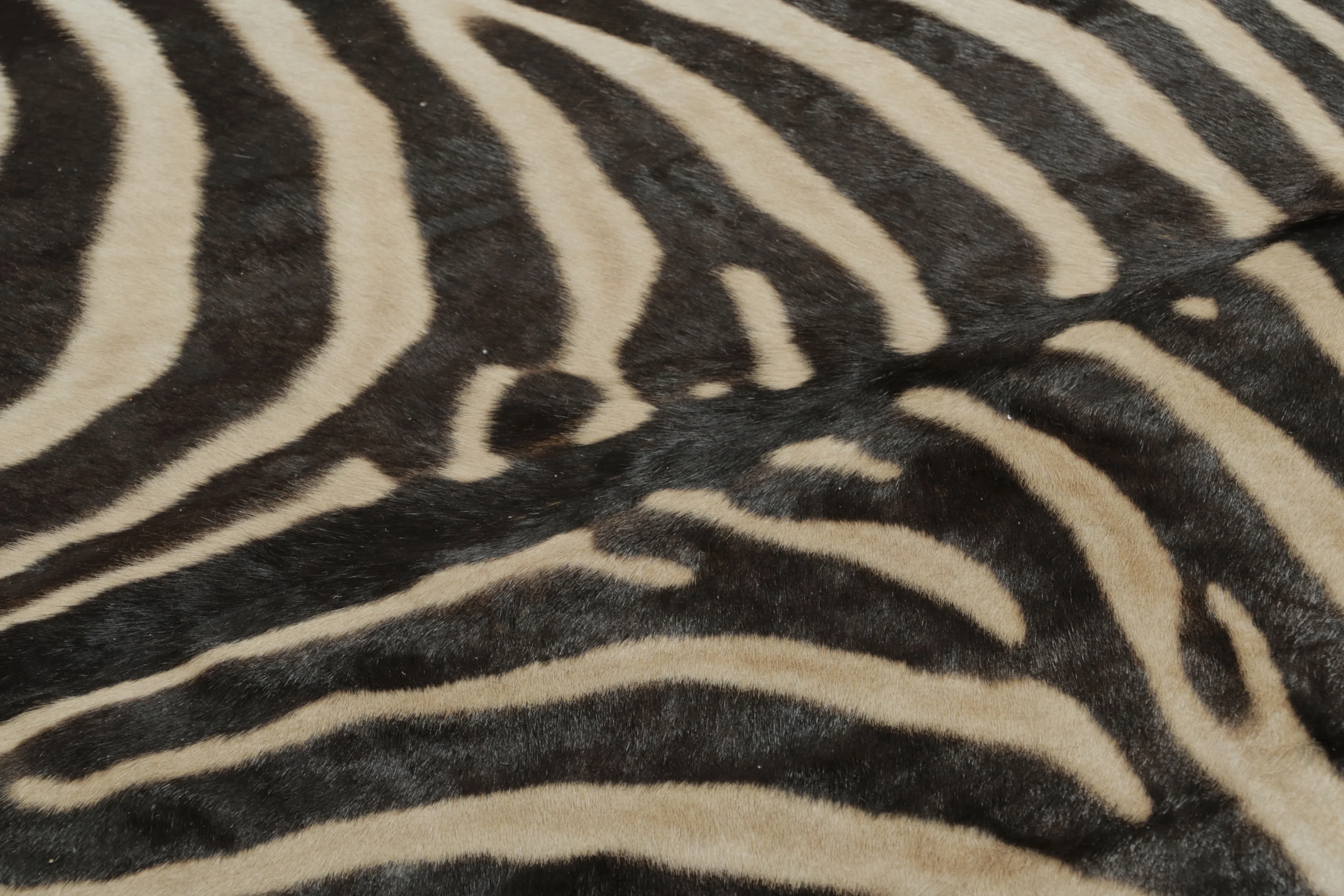 Contemporary Burchell Zebra Hide