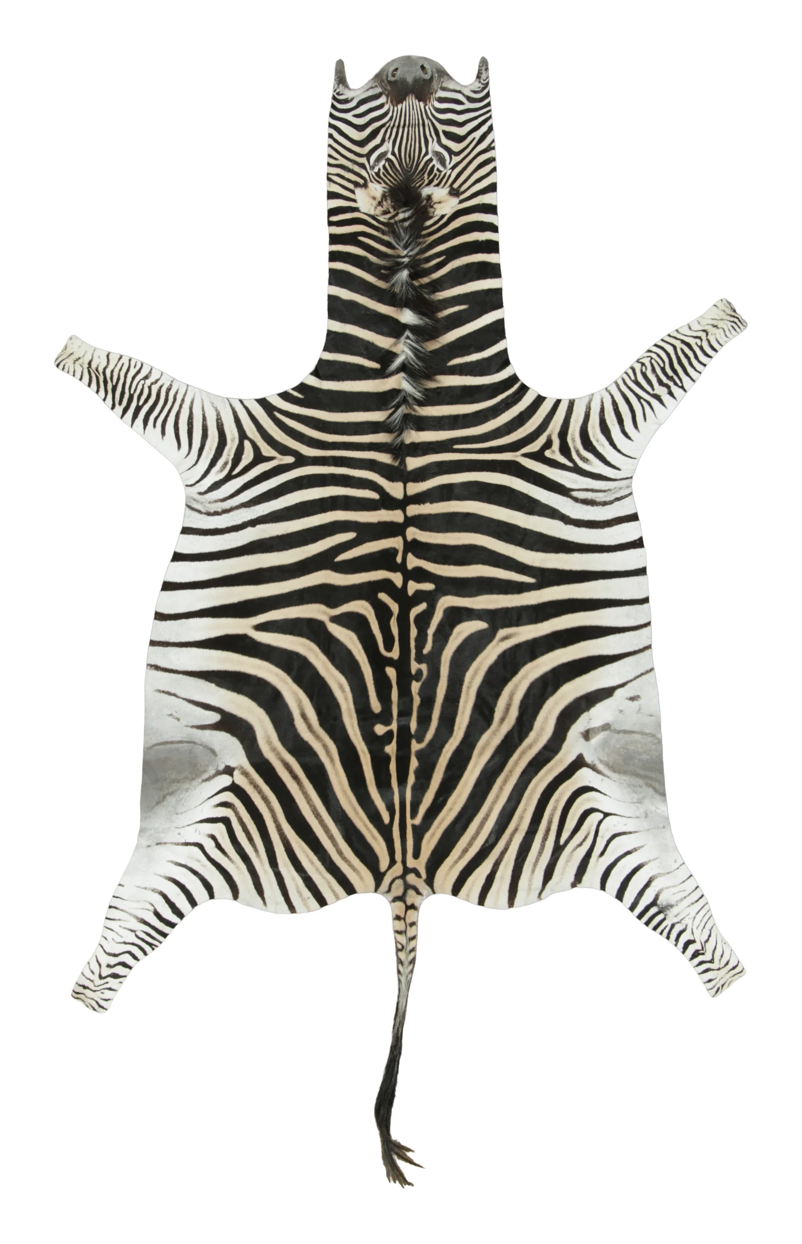 Contemporary Burchell Zebra Hide