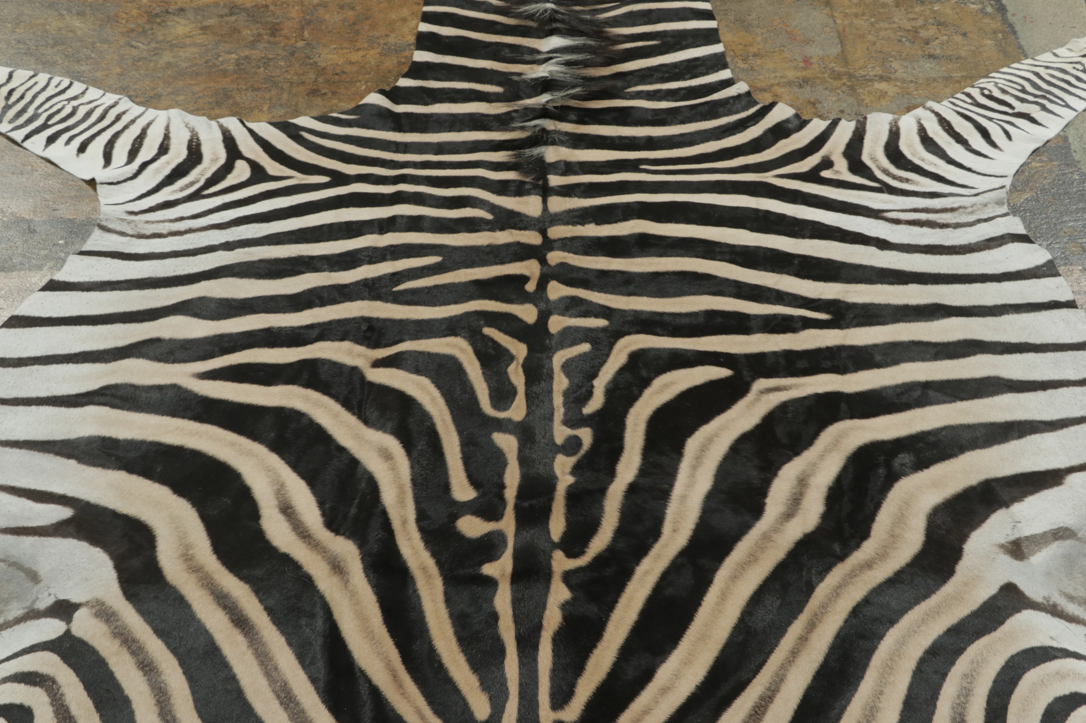 Contemporary Burchell Zebra Hide