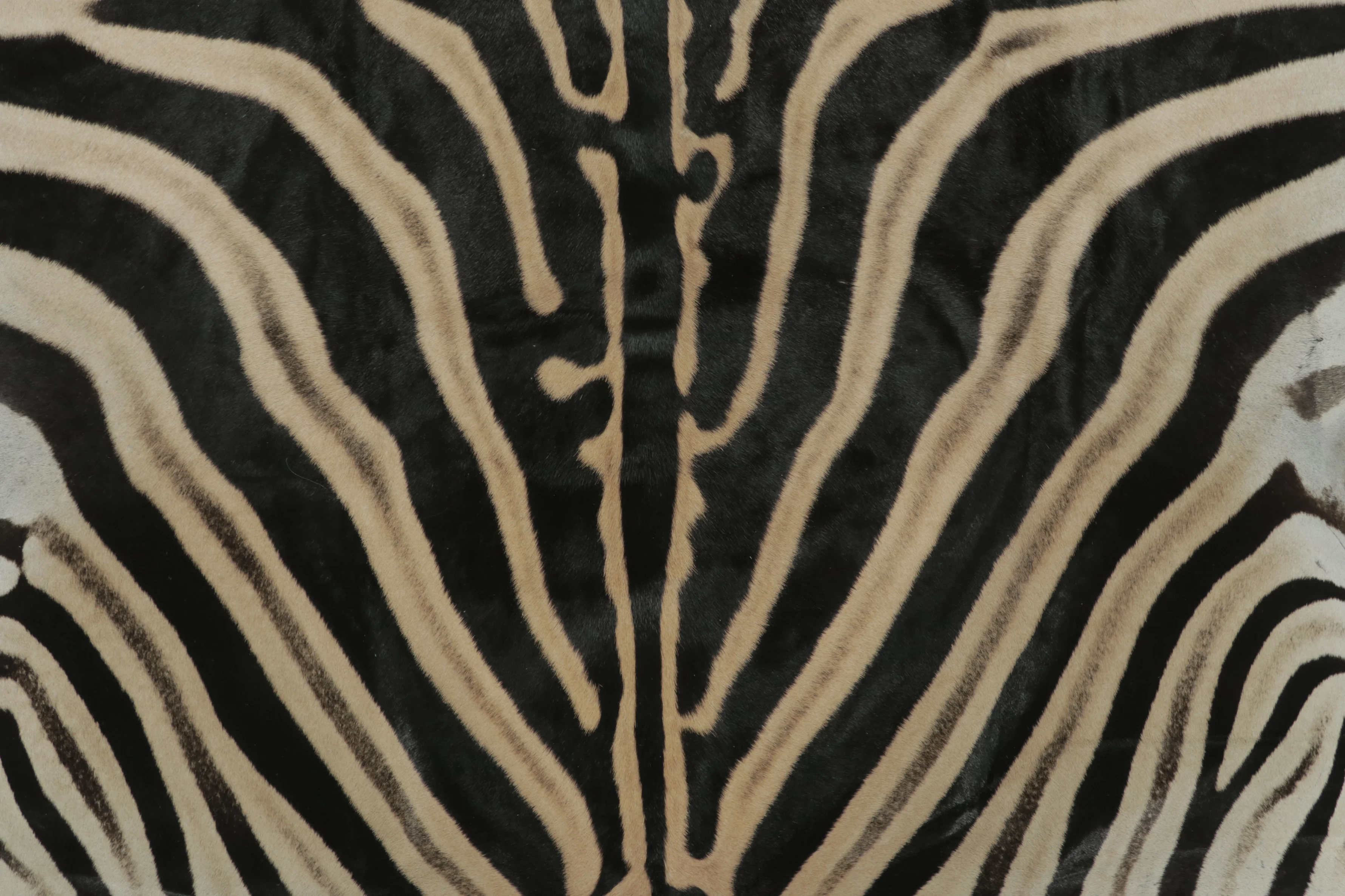 Contemporary Burchell Zebra Hide