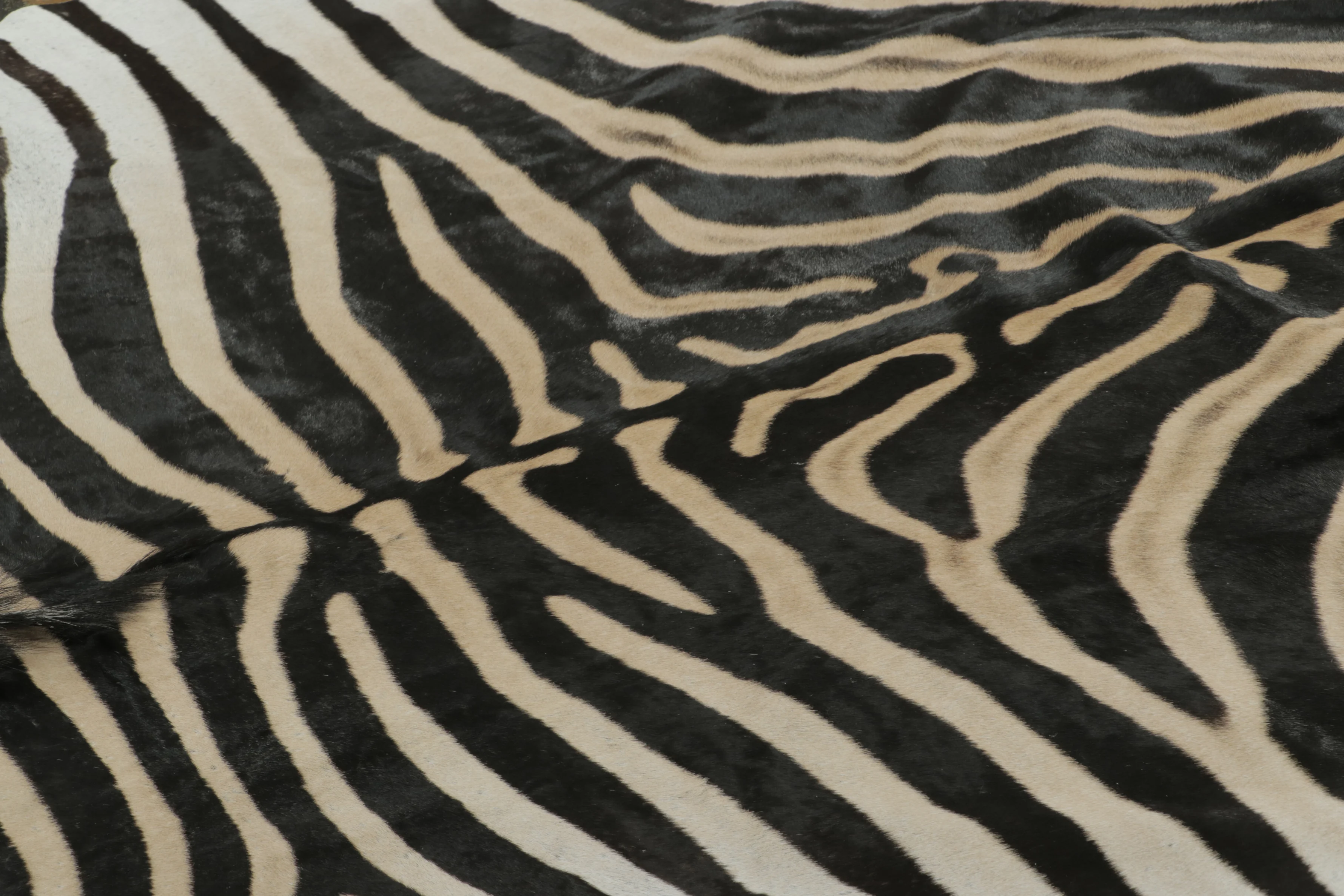 Contemporary Burchell Zebra Hide
