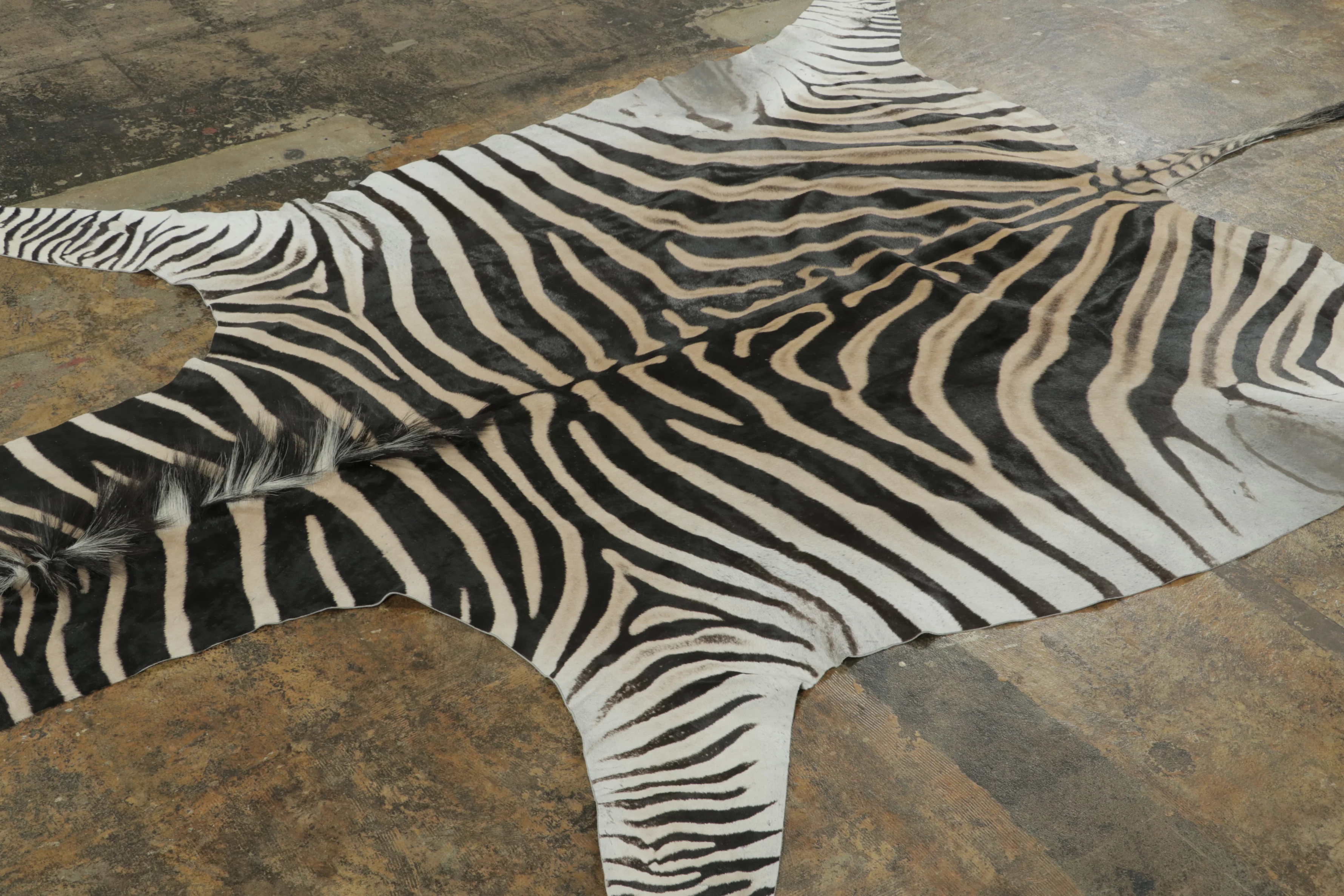 Contemporary Burchell Zebra Hide